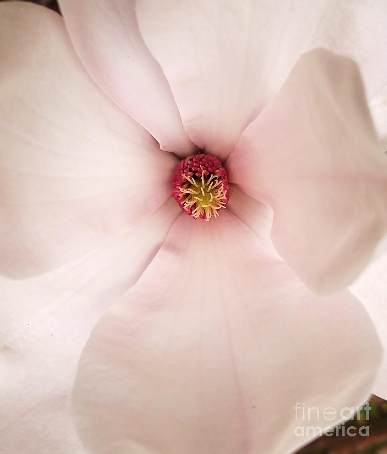 A Pink Magnolia Macro From Mariahs Garden Photograph by Poets Eye