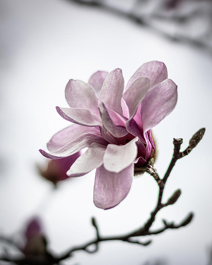 Pink Magnolia Photograph by Rick Nelson