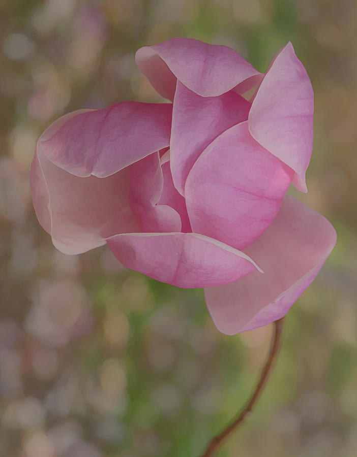 Pink Magnolia  Photograph by Sylvia Goldkranz