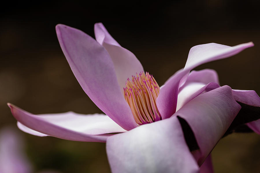 Pink Magnolia With Filaments and Anthers Photograph by Aashish Vaidya
