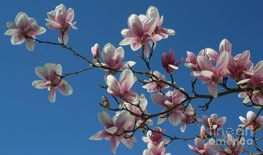 Pink Magnolias and Blue Skies Photograph by Dora Sofia Caputo - Fine ...