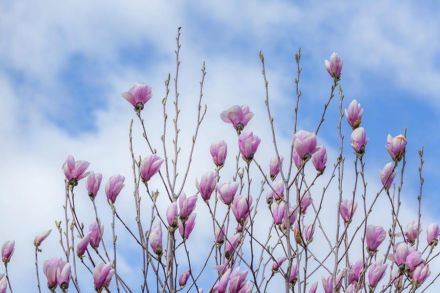 Pink Magnolias in the Sky Photograph by Cate Franklyn