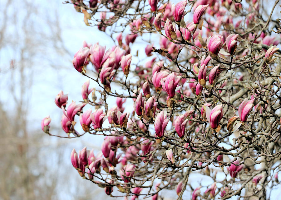 Pink Magnolias Photograph by Janice Drew