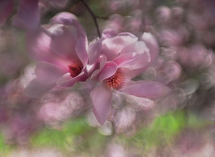 Pink Magnolias  Photograph by Sylvia Goldkranz