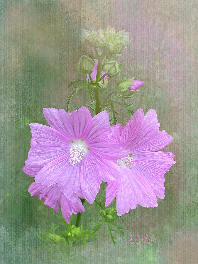 Pink Malva Flower Texture Photograph by Patti Deters