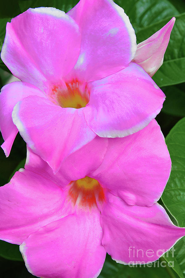 Pink Mandevilla Flower Portrait Photograph