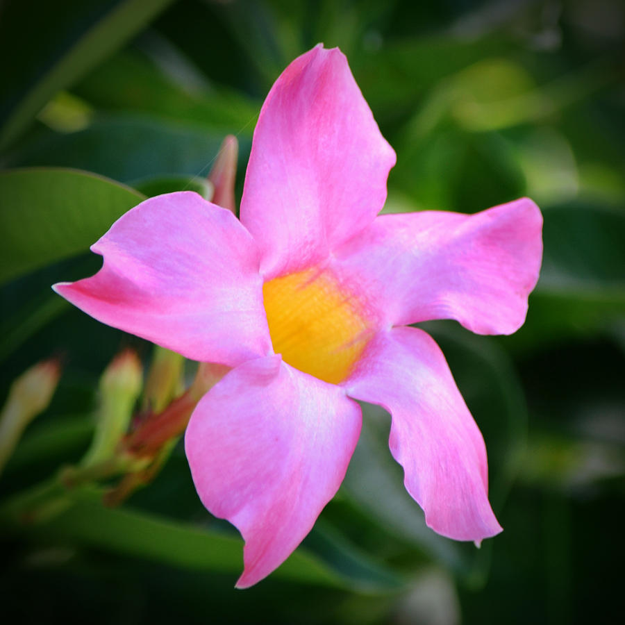 Pink Mandevilla Flower Squared Photograph by Gaby Ethington