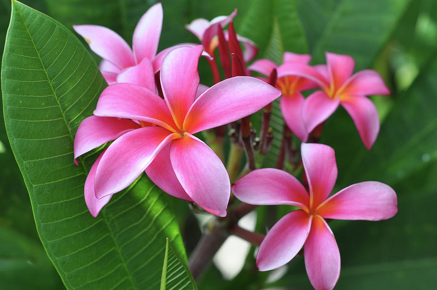 Pink Maui Plumerias Photograph by Kelly Wade - Pixels