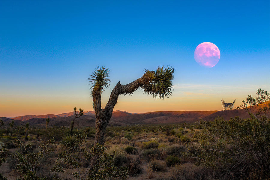 Pink Moon Photograph by Alison Frank