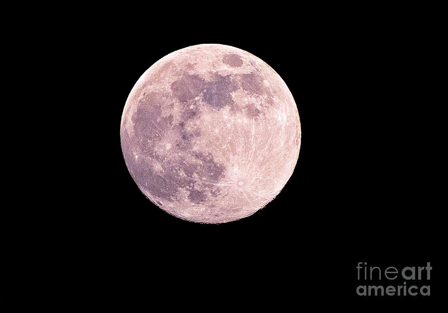 Pink Moon April 2019 Photograph by Nina Ficur Feenan