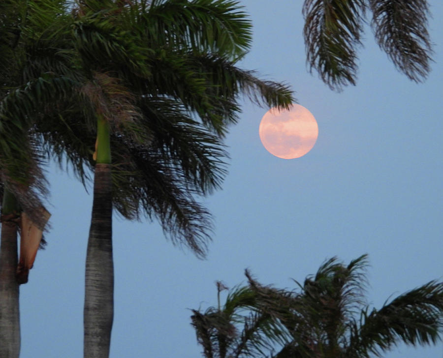 Pink Moon In The Palms Photograph