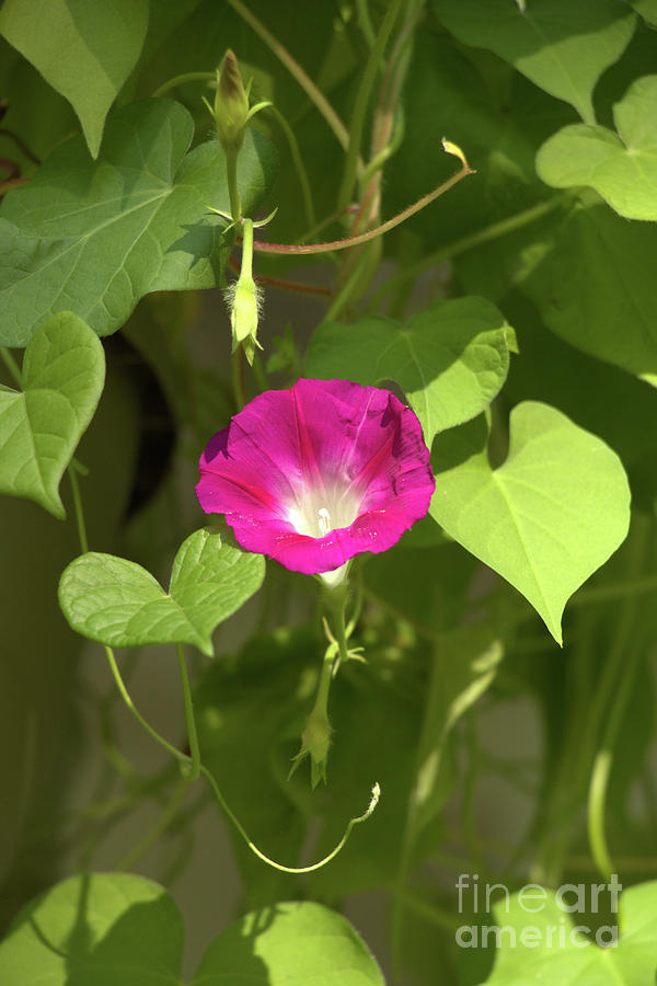 Nature Photograph - Pink Morning Glory by Mike Cicero