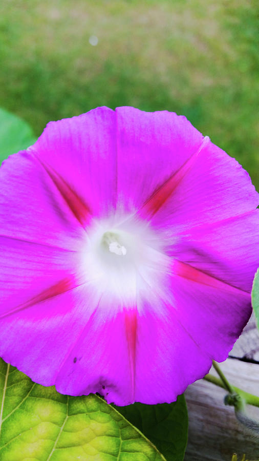 Pink morning glory Photograph by Naomi Cooper