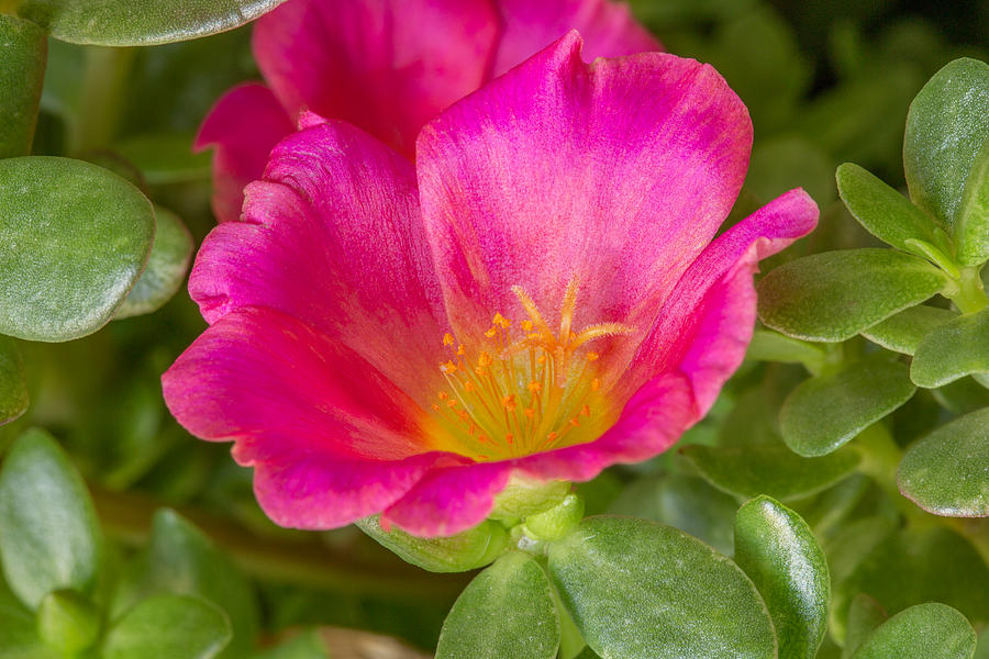 Pink Moss Rose Photograph by Bj S