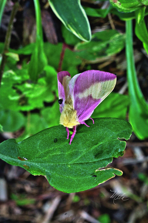 Pink Moth Photograph by Meta Gatschenberger