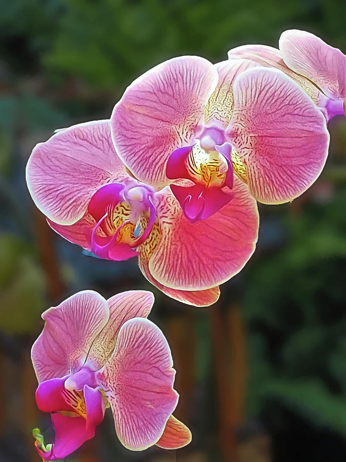 Pink Moth Orchid Photograph by Bearj B Photo Art