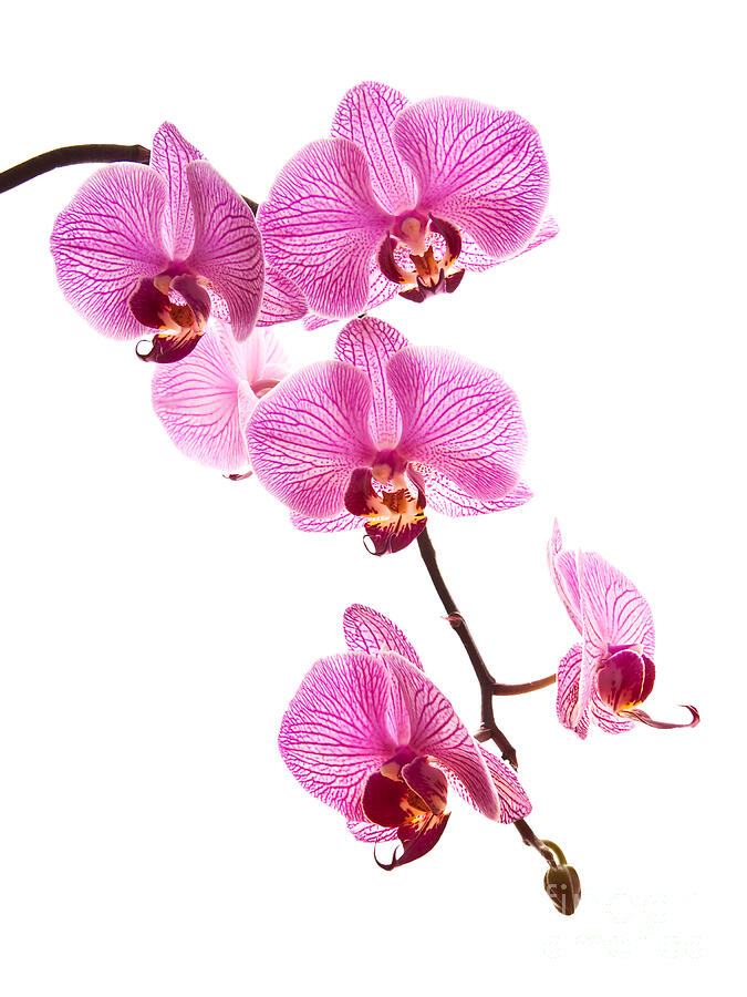 Pink moth orchid stem Photograph by Delphimages Photo Creations