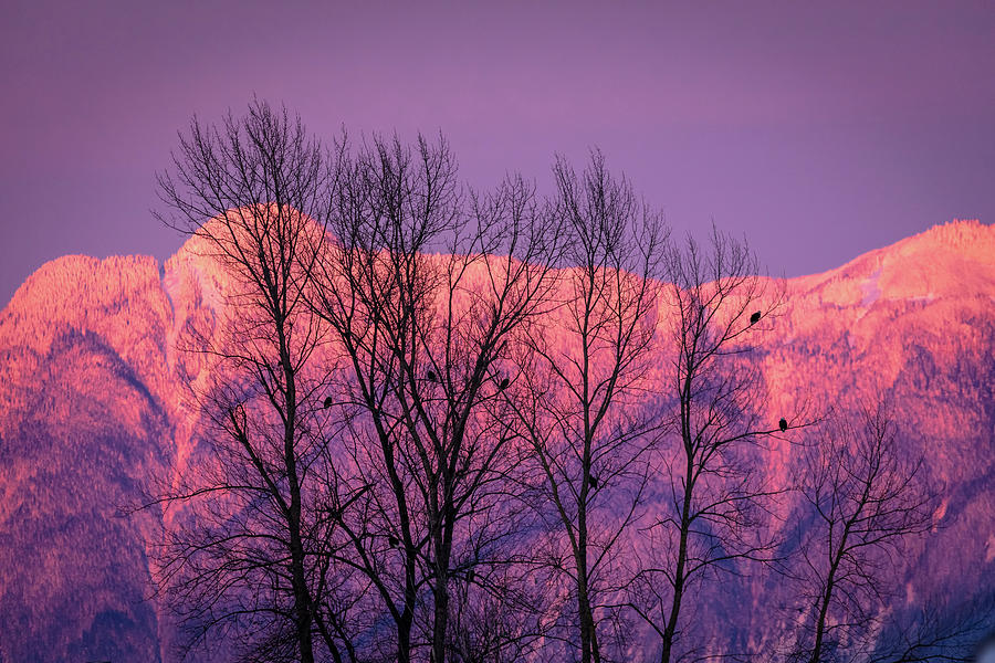 Pink Mountains Pink Sky Photograph by Pierre Leclerc Photography