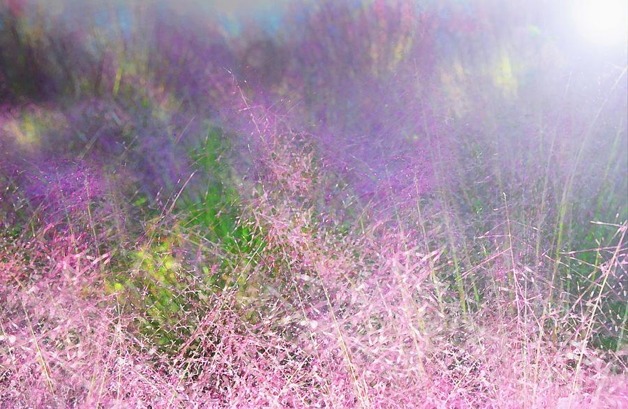 Pink Muhly Grass Photograph by Diana Angstadt - Fine Art America