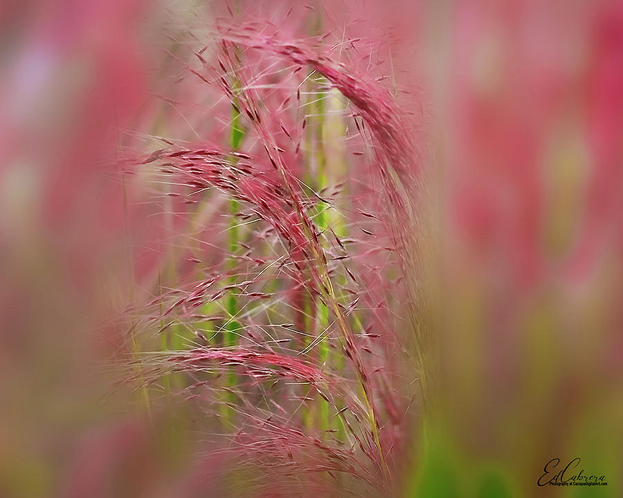 Pink Muhly Grass Photograph by Edelberto Cabrera - Fine Art America