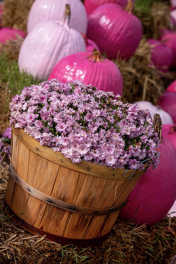 Pink Mums with Pink Pumpkins Photograph by Teri Virbickis