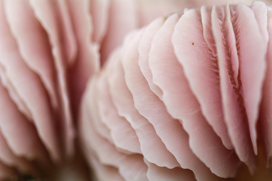 Pink Mushroom Photograph by Martin Vorel Minimalist Photography