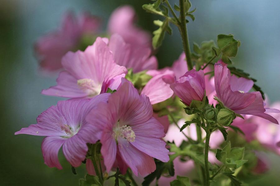 Pink Musk Mallow in Early Light Photograph by Sandra Huston