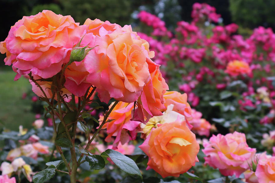 Vibrant Roses Photograph by Andrea Whitaker