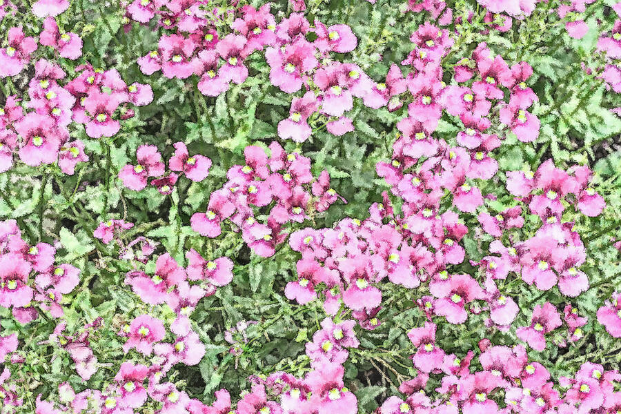 Pink Nemesia Flowers Photograph by Tanya C Smith