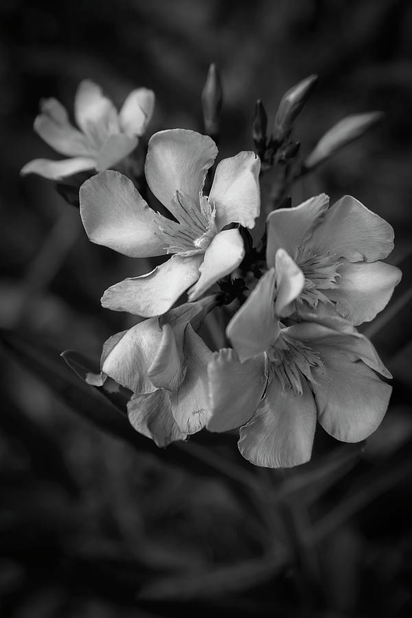 Pink Nerium Oleander 2 in Black and White Photograph by Nicola Nobile