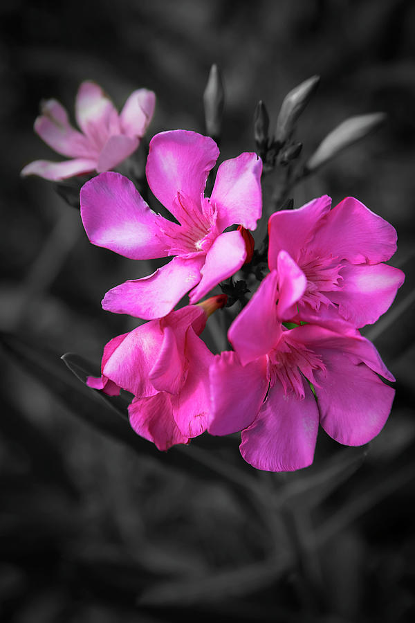 Pink Nerium Oleander 2 in Selective Colour Photograph by Nicola Nobile