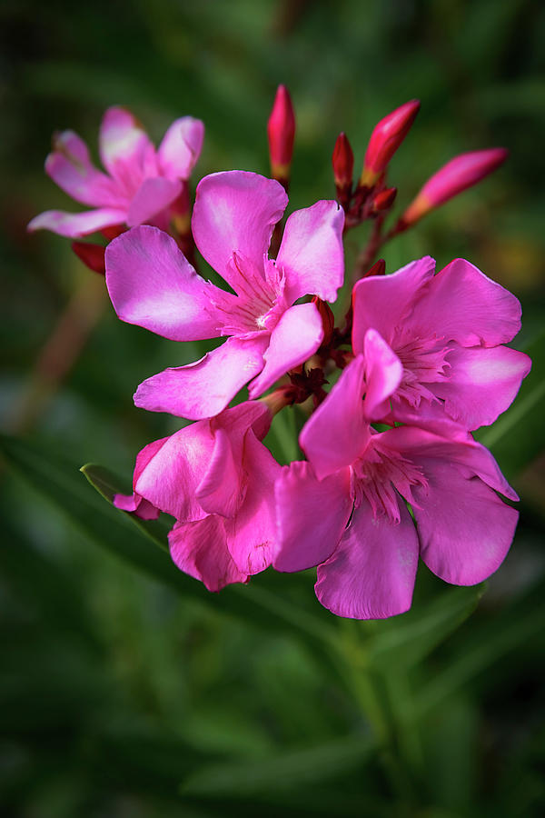 Pink Nerium Oleander 2 Photograph by Nicola Nobile