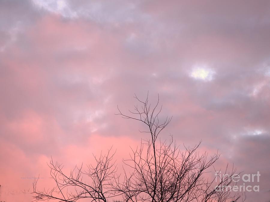 Pink November Sunset Photograph by Richard Thomas