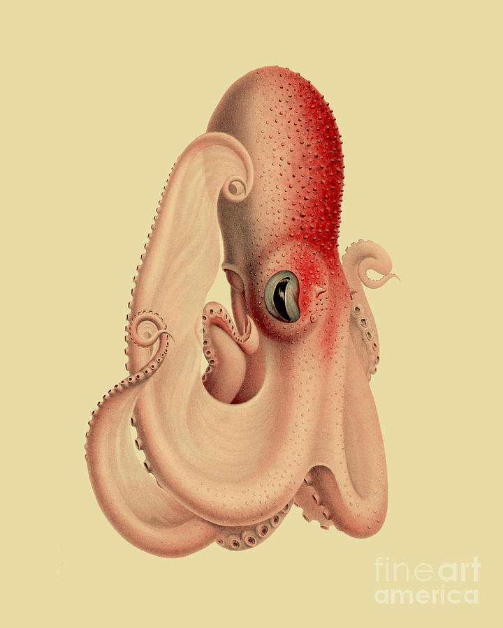 Octopus Digital Art - Pink Octopus by Madame Memento