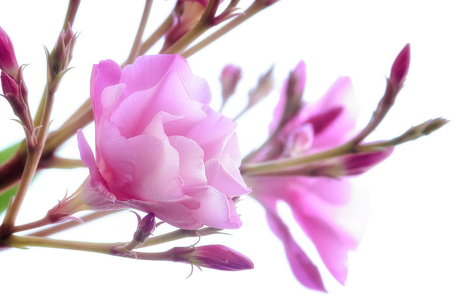 Pink Oleander 2021 Photograph by Wolfgang Stocker