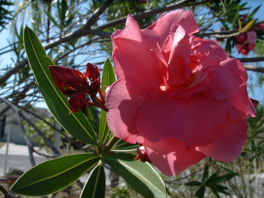 Pink Oleander Flower Photograph by Ian Sands