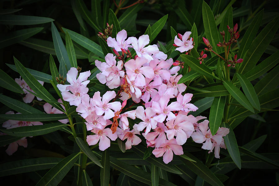 Pink Oleander Flowers Photograph by Gaby Ethington