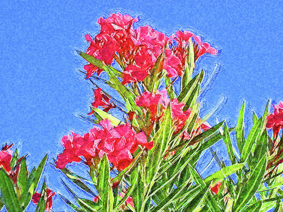 Pink Oleander with Blue Skies Digital Art by Island Hoppers Art
