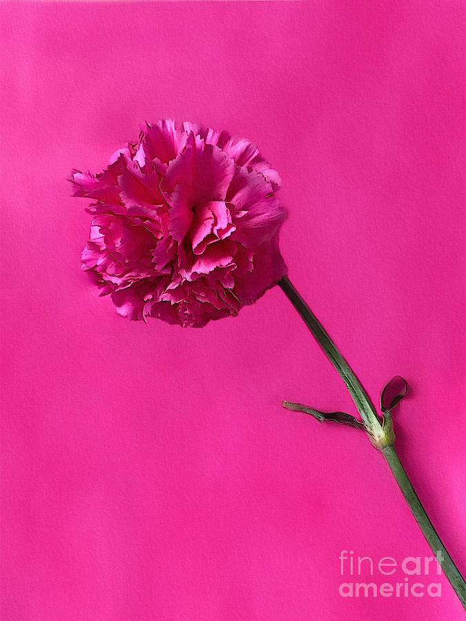 Pink on Pink Photograph by Diana Rajala