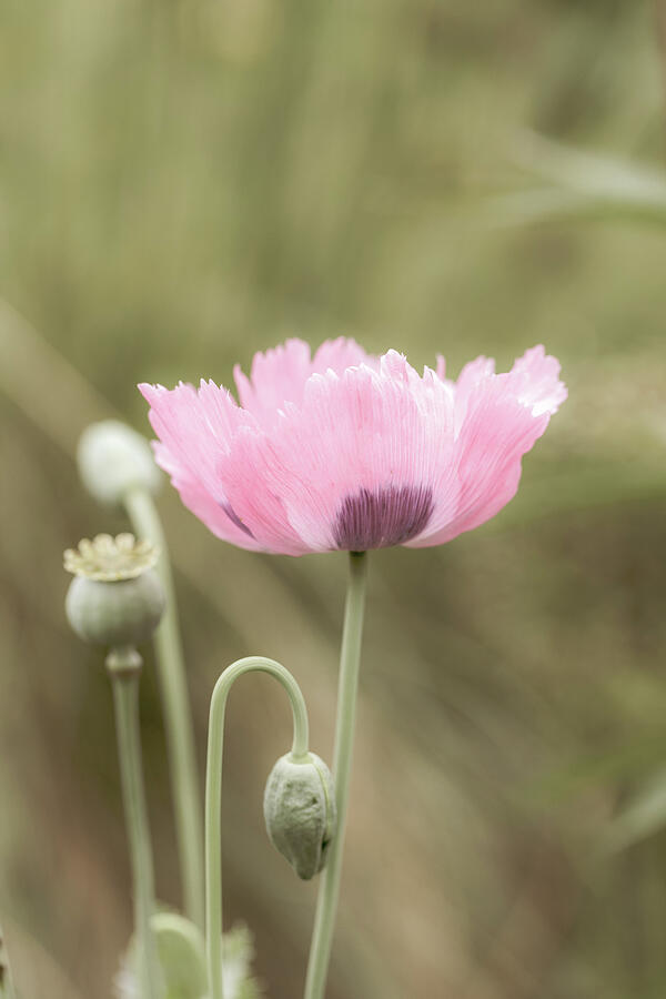 Pink Opium Poppy Photograph by Tanya C Smith