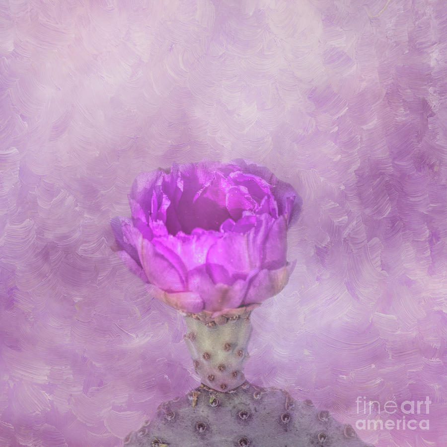 Flower Mixed Media - Pink Opunita Cactus Flower One by Elisabeth Lucas