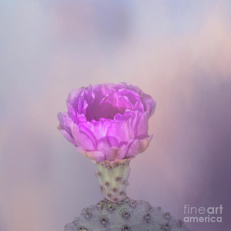 Flower Mixed Media - Pink Opunita Cactus Flower Two by Elisabeth Lucas