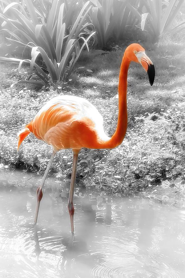 Pink Orange Flamingo Photo 210 Photograph by Lucie Dumas