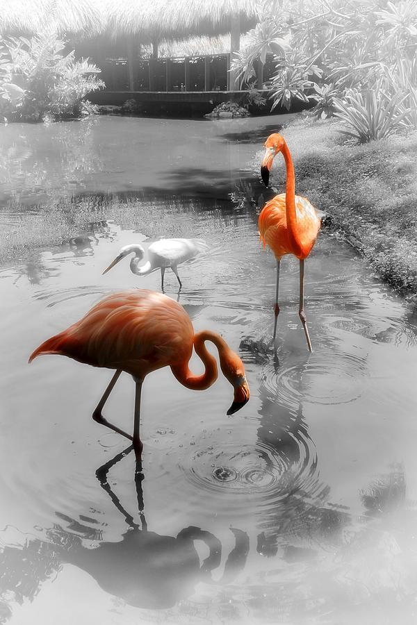 Pink Orange Flamingo Photo 211 Photograph by Lucie Dumas