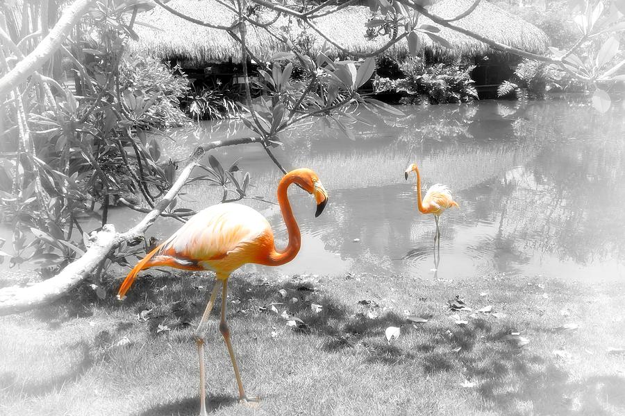 Pink Orange Flamingo Photo 212 Photograph by Lucie Dumas