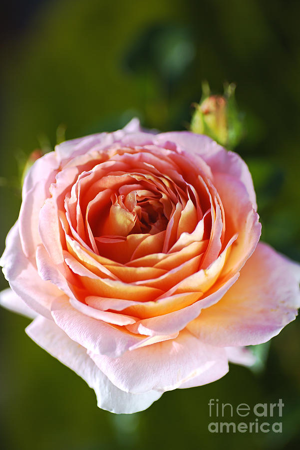 Pink Orange Rose Photograph by Joy Watson