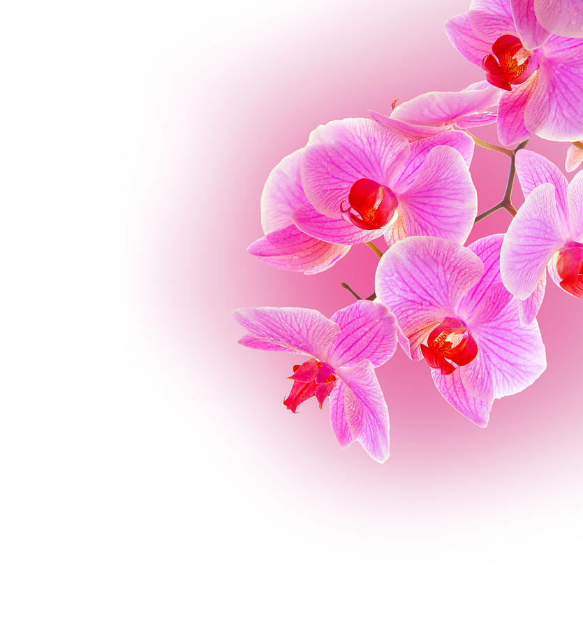 Pink orchid . Photograph by Swkunst