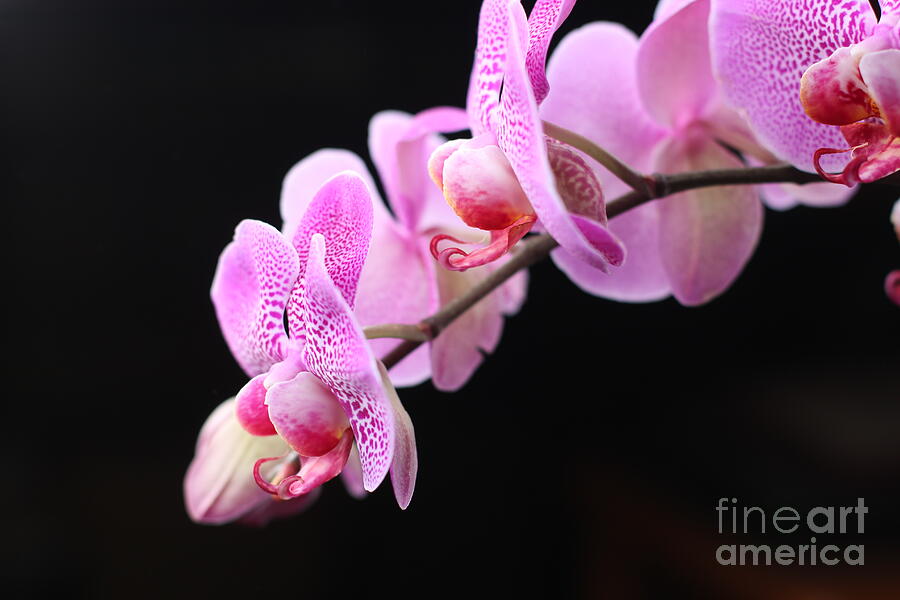 Pink Orchid Bloom Photograph by Laura L Leatherwood