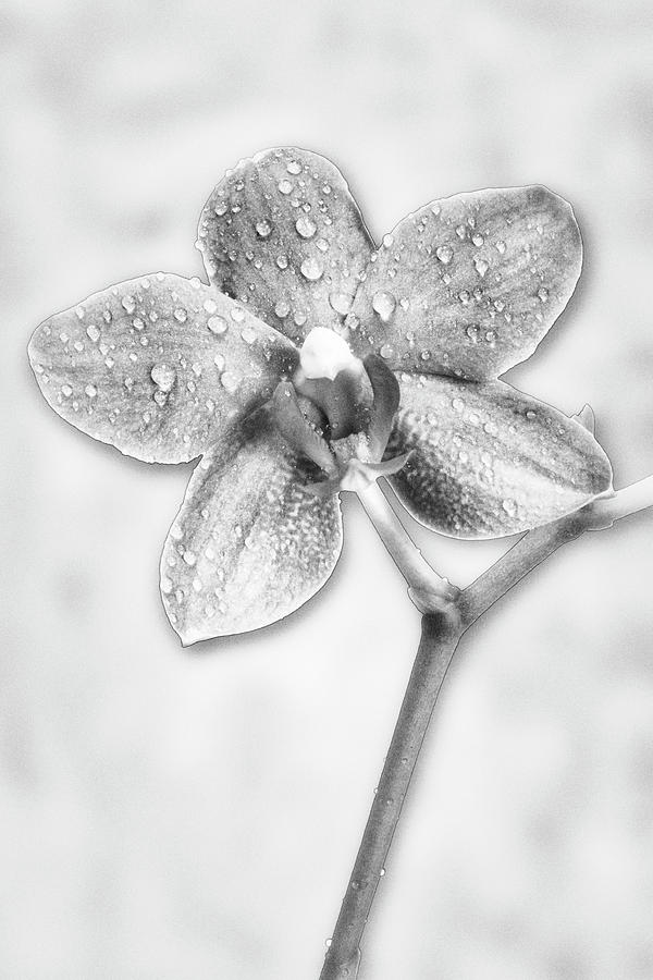 Pink Orchid  BW Photograph by Susan Candelario