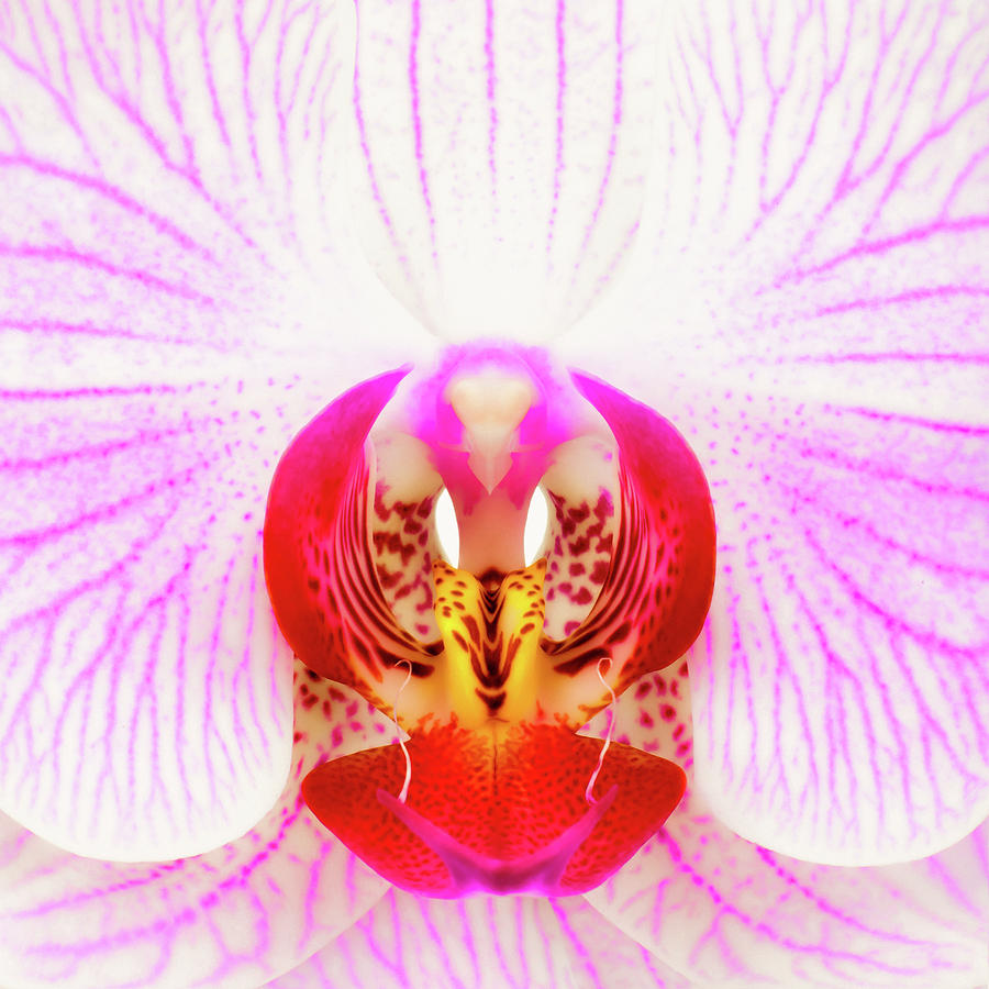 Orchid Photograph - Pink Orchid by Dave Bowman